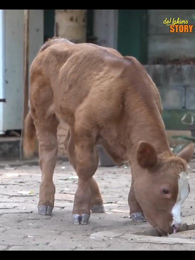 Kecil begini gimana tau jenis sapi apa? Inget ya ini sapi guys. Yang saranin nama dapet kaos dan hadiah lainnya, gratis! #irfanhakim #dehakims #sapiviral #cow #pitbulldog #bulldogs #sapi #lewatberandafyp #untuksemuaorang #fypchallenge #animallover #FarmLife | Irfan Hakim