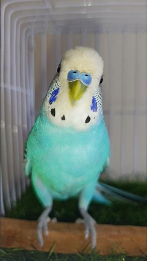 Budgie sounds | Cute Budgie parakeet singing in his swing #birdshousevlogs #budgiesounds #shorts