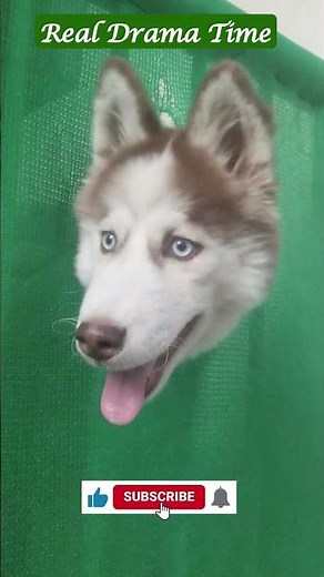 DRAMATIC Dogs! 😂Tell us your funniest vet story in the comments!