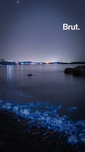 432K views · 6.9K reactions | Un ballet de lumières à la nuit tombée… Au Japon, ce spectacle émerveille les visiteurs chaque année. Voici la petite créature à l'origine de ce phénomène fascinant. ✨ | Brut nature FR | Facebook