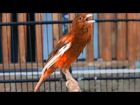 Chamado para canário cantar fibra e luxo para fazer canário mudo responder na hora