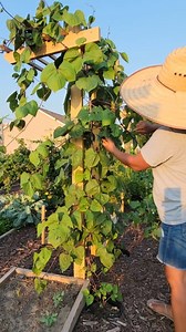 Pruning Hyacinth Beans ➡️ Lower side shoots and leaves #gardeningtips #vegetables #satisfying #garden #HealthyLiving #pruning | Kabsat