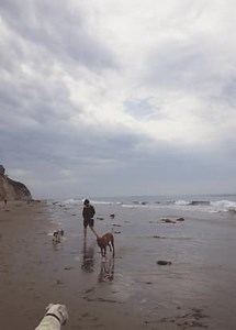 Dog Friendly Road Trip CA Coast & Leash Free Dog Beach