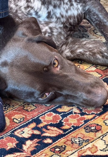 German Shorthaired Pointer Recovery Journey