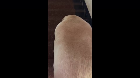 Overweight Labrador carefully walks down stairs in Guangdong, China