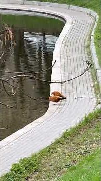It's not a village, but there is a pond and ducks too :)