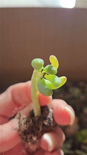 12|24 Pcs, Mix DIY Rare Live Succulent Plants Cuttings https://www.tiktok.com/t/ZP91JEutAjTX8-1Fxja/