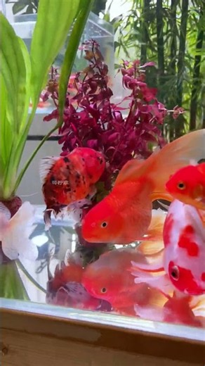 Tiger Barb Fish Breeding — Nature’s Perfect Egg-Layer Aquarium Species!”#ytshorts#viral#trending