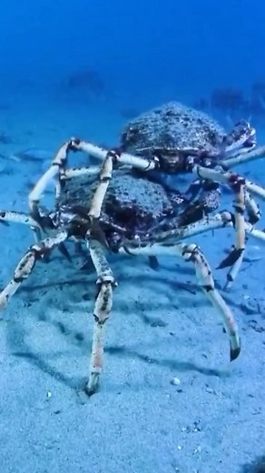 29K views · 207 reactions | Two crabs fighting #fbreelsvideo #viral #crabs #virareels #RenzSpearfishing | Renz Spearfishing | Facebook