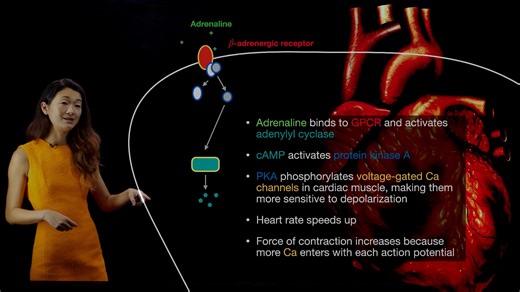 神经科学导论 08 Neurotransmitters Ionotropic and Metabotropic Receptors
