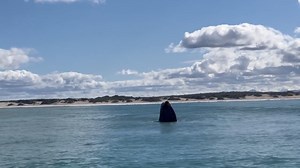 Amazing Whale experience in Struisbaai. Get ready for an unforgettable experience! Whale watching season is in full swing in Struisbaai. Witness the majestic humpback whales as they migrate along our coast. Book your Southern Staying home now and experience the magic of nature up close. www.southernstaying.co.za #WhaleWatching #Struisbaai #SouthernStaying | Southern Staying Struisbaai Agulhas Accommodation