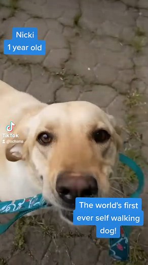 3.5K views · 38 reactions | Meet Nicki, the one-year-old yellow lab...