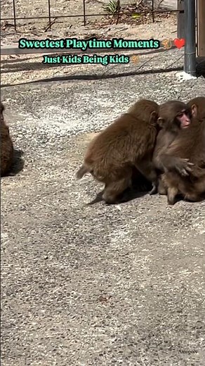 Baby Monkeys Playing With Each Other Pure Wild Childhood Moments #babymonkey #wildlife #wholesome