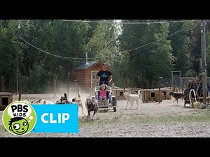 Sled Dogs in Summer | Molly of Denali