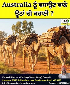 How camels came to Australia from India and became the Australia’s biggest wild herd? #CamelJourney #AussieOutback #HistoricMigration #WildAnimalFacts #CamelCaravan #AustraliaHistory #DesertSurvivors #CamelPopulation #UntoldHistory #OutbackLife #IndiaAustraliaConnection #CamelStory #ExplorationEra #AussieWildHerd #CamelHeritage #sea7australia #tarandeepbilaspur | Sea7 Australia