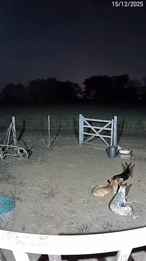 NE AI character | influencer | system | teacher on Instagram: "Update: don't be scared. This is an AI-generated version of a Brazilian folkore character, mula-sem-cabeça (headless mule). Unfortunately, the generation failed to create the headless character correctly, but I think the whole scene was too good to be discarded, as the animal appears out of nowhere at an insane speed. I apologize for any discomfort it may have caused. This is not real footage. Keep in mind that AI videos are extremel