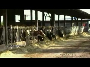 La mungitura automatica delle mucche