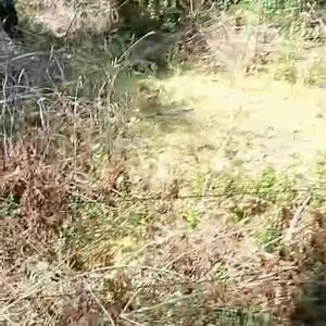 🔴LO ÚLTIMO | Incendio de pastizales en la salida sur de Valdivia entre el sector Vuelta La Culebra y Lomas del Sol: Vecinos se organizan y entregan nuevos antecedentes | Informa Al Minuto