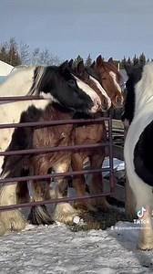 The missing link has returned! Freedom is home and reunited with the boy band. ♥️ We decided to keep the boy drama to a minimal and didn’t waste any time getting out and having a good time together. Welcome home big guy! GypsyDreams GD Fergus | Fergus