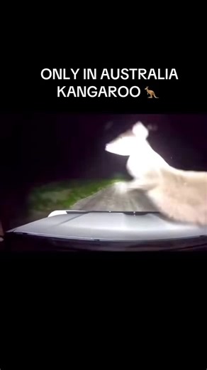 Wow wow wow oh fu…. #viral #fyp #foryoupage #foryou #australia #trending #melbourne #usa🇺🇸