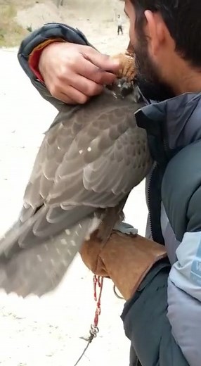 Understanding Falconry: Engaging with Majestic Birds