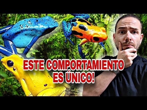 MASSIVE DART FROGS!!! The INCREDIBLE POD FROGS and their REPRODUCTIVE SECRET ❤️