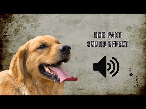 Dog Pant Sound Effect - High Quality