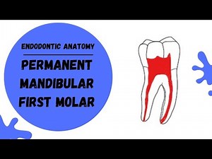 Endodontic Anatomy of the Permanent Mandibular First Molar | Root canal anatomy