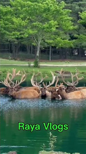 Beautiful reindeers enjoying in nature pond #trending #reindeer #santa