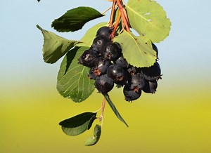 How Do You Prepare Saskatoon Berries?