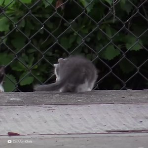 Ces deux chatons étaient complètement seuls. Ils ne savaient pas où était leur mère, alors ils les ont sauvés et lui ont donné un foyer. | Social