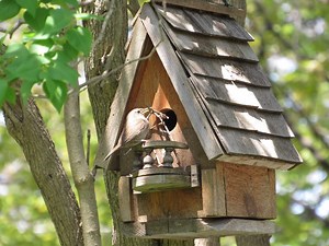 Wren vs Sparrow: What Bird Are You Seeing?
