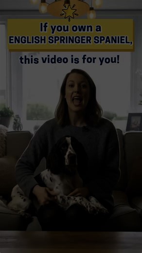 14 reactions |  WANTED: ENGLISH SPRINGER SPANIEL owners who want the...