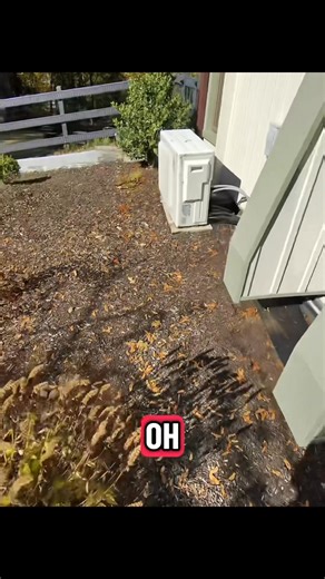 Epi 7 Wrex Wildlife : Rats, New Apprentice, And Wrex Professional is recognized across languages. Enjoy and not for the weak of heart. | Wrex Wildlife And Pest Control