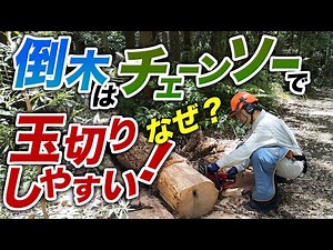 倒木を 【チェーンソー】で薪にしよう！【薪ストーブ】【玉切り】