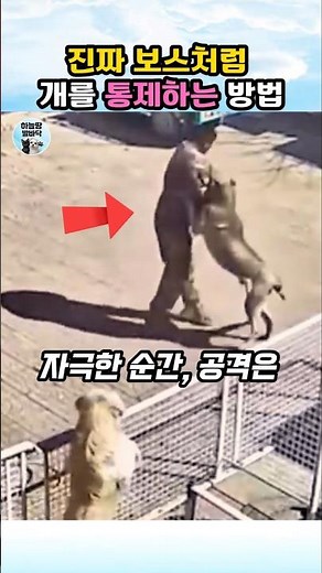 How to subdue a dog the moment it attacks #Dog #Animal #dogshorts