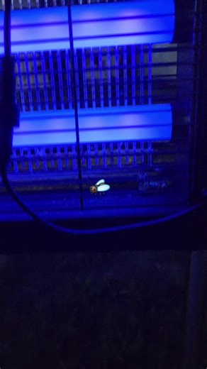 Bug Zapper #bugzapper #mosquito #mosquitozapper