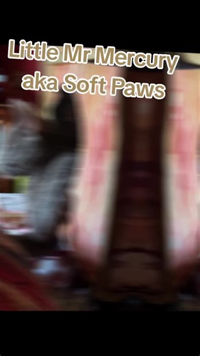 My little soft paw Mr. Mercury. I have a talent for attracting homeless 4legged men with no job prospects and I will always have to rely on me for support. And this includes humans as well as cats except for the cats are more trustworthy. faithful, loving and loyal, lovable and respectful and appreciative and like men. @Melanin Sunkist❌️ your post inspired me lol #crazycatlady #straycat #russianblue #kitten @Lizzybeth1068