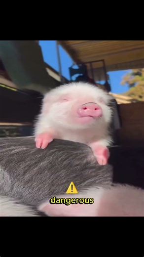 “The Mystery of the Blue Meat Pig Explained!🐷”#shorts #animals #factshorts