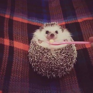 Mmmm... food Credit: @hedgehog_azuki Watch more: www.thebearshit.com | The Bear Shit