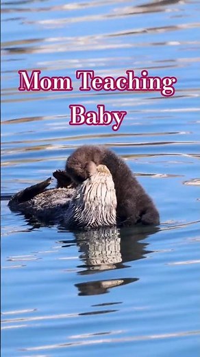 Baby Sea Otter's First Swimming Lesson 🦦❤️ 🎥 : Loriannah
