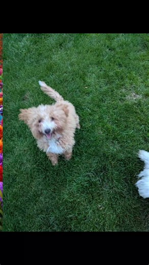 Kim Derr (@kimderr2)’s videos with The Muppet Show - Main Title - Dominik Hauser