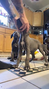 438 reactions · 21 comments | 12 Week Old pups out of Oden x Isis doing amazing  #4females #1Male #Upstatecanecorso #canecorso #puppy #dogs #rochesterny #albany #Binghamton #Syracuse #andirondacks #Buffalo #amherst #Watertown #Oswego #upstateny #newjersey #NYC #Bills #Mansion #Playtime | Upstate CaneCorso | Facebook