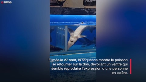 L’estomac d’un poisson ressemble à un visage humain
