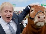 'Champion cow' hilariously ambushes Boris Johnson at the Royal Cornwall show
