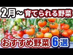 【2月に育てられる野菜】夏野菜〜すぐに収穫できる野菜も紹介します！