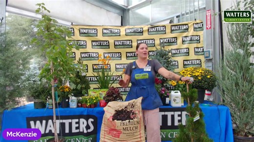 Top 10 Trees and How to Plant Them