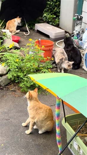 아침 수돗가 마당고양이들의 탐색전 (4 Yard Cats) #미르나린 #시골고양이