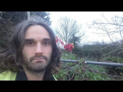How to restore a neglected and untamed grapevine! Part 3. One year later....
