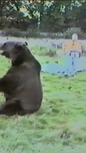 3K views · 19 reactions | Living With a Bear: Are the Risks Worth It? #herculesthehumanbear #herculesbear #andyrobin | Heavy Petting | Facebook